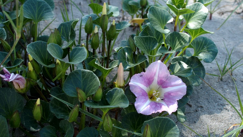 Convolvulus soldanella (=Calystegia soldanella) / Soldanella di mare